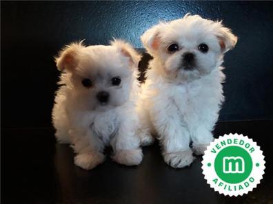 Bichon maltes negro Perros en adopci n compra venta de accesorios