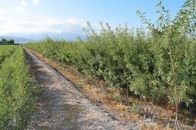 Belén Doñate Almendros - Consulta disponibilidad y precios