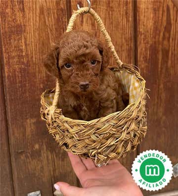 Caniches en venta | Milanuncios
