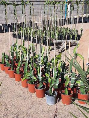 Ocultación Fundir Redundante Pitaya Plantas de segunda mano baratas en Sevilla | Milanuncios