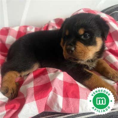 Rottweiler en venta | Milanuncios