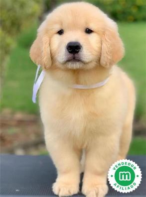 Golden retriever cheap puppy precio