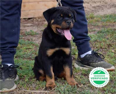 milanuncios-rottweiler-en-adopci-n-compra-venta-y-regalo-de