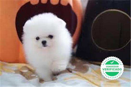 Milanuncios Pomerania Blanco Perros En Adopcion Compra Venta De Accesorios Y Servicios Para Perros