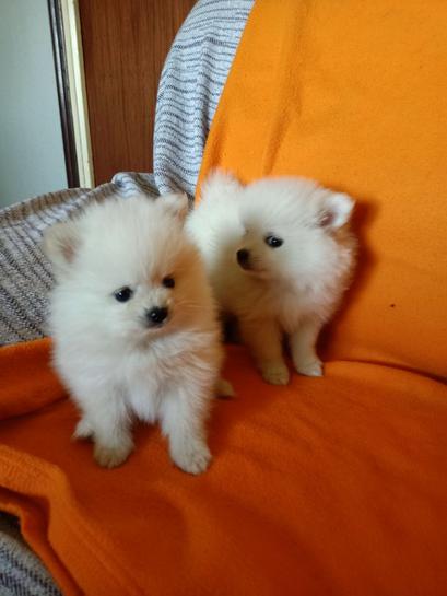 Milanuncios Toy Blanco Pomerania Toy Blanco Venta De Pomerania De Segunda Mano Toy Blanco Pomerania De Ocasion A Los Mejores Precios