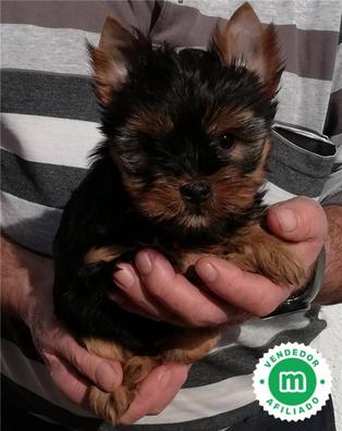 Regalo Perros en adopción, venta de accesorios y servicios para perros en Bizkaia | Milanuncios