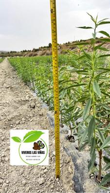 Plantas de segunda mano baratas en La Puebla de Cazalla | Milanuncios