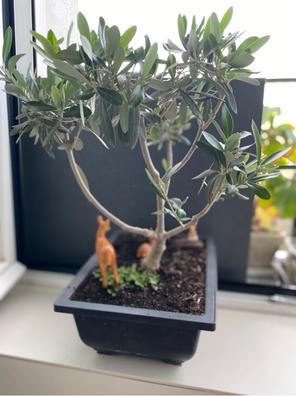Olivo bonsái 31 cm 12 años 