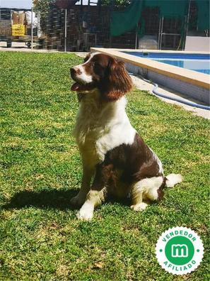 Señora girar Revocación Perros de caza en Barcelona Provincia | Milanuncios