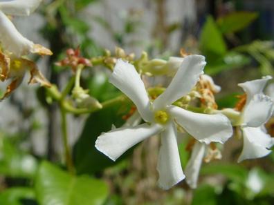 Jazmin blanco Plantas de segunda mano baratas | Milanuncios