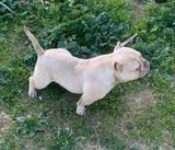 Milanuncios American Bully Micro Perros En Adopcion Compra Venta De Accesorios Y Servicios Para Perros