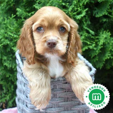 Milanuncios - Cocker ingles