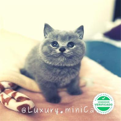 Milanuncios British Shorthair Gatos Y Gatitos En Adopcion Y Compra Venta De Accesorios Y Servicios En Malaga