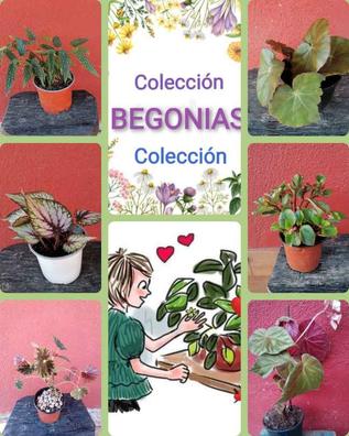 Begonia tamaya esquejes Plantas de segunda mano baratas | Milanuncios