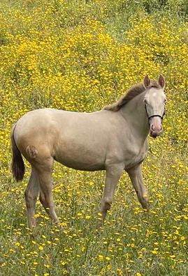 Caballosen venta Comprar y vender caballos a buen precio en Sada  