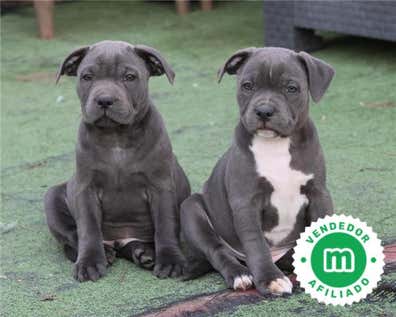 Staffordshire bull terrier negro Perros en adopción, compra venta de ...
