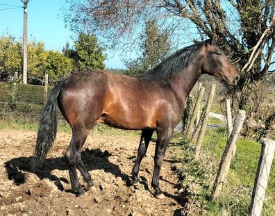 Compra venta de caballos, transporte y monturasde segunda mano en Valdoviño  | Milanuncios