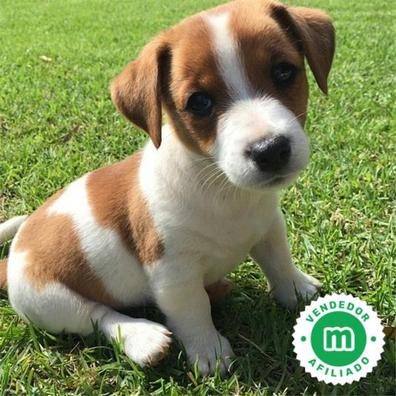 son jack russells seguro con los bebes