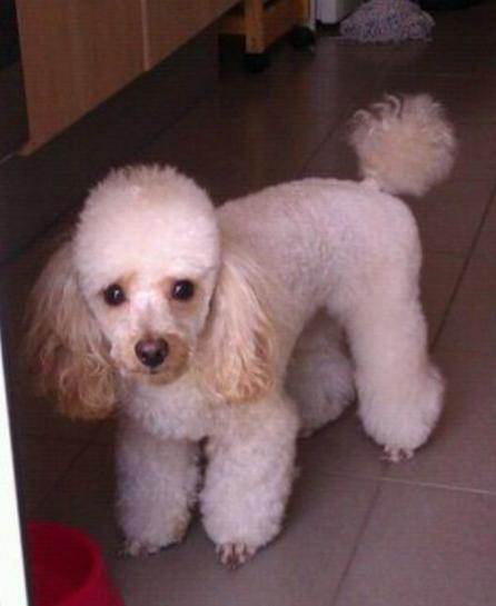 Milanuncios Compra Venta De Caniches Caniche Toy Blanco Anuncios Con Fotos De Caniches Caniche Toy Blanco Perros Caniche Caniche Toy Blanco