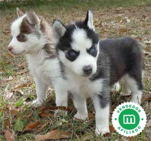 Milanuncios - Pomsky