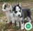 Milanuncios - Pomsky