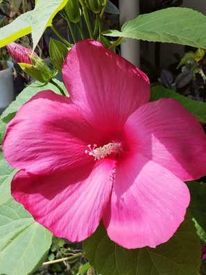 HIBISCUS MOSCHEUTOS ROSSO (IBISCO GIGANTE - Foto 7