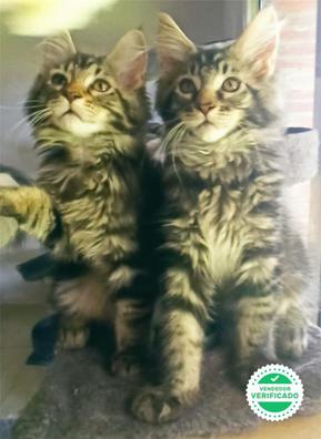 Milanuncios Maine Coon Gatos Y Gatitos En Adopcion Y Compra Venta De Accesorios Y Servicios