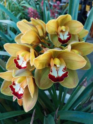 Orquideas Plantas de segunda mano baratas en Tenerife | Milanuncios