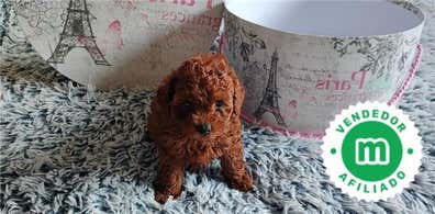 Caniche tacita de te en venta | Milanuncios