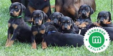 cuanto vale un cachorro doberman pura raza