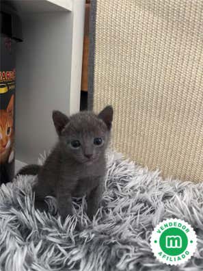 Persa azul Gatos y gatitos en adopción y compra venta de accesorios y ...