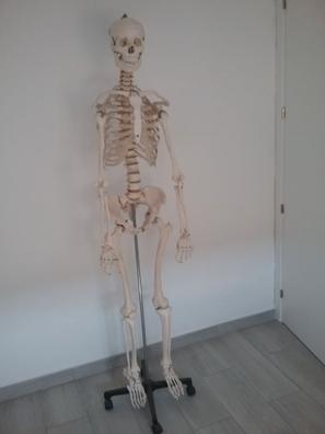 Esqueleto Humano Anatómico - Modelo Didáctico (46cm)