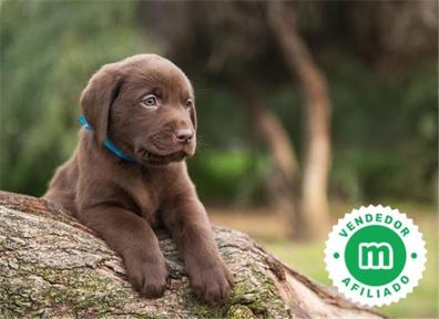 cuanto cuesta un cachorro labrador chocolate