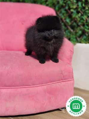 Pomerania en venta en Alicante Provincia | Milanuncios