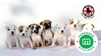 cuanto cuestan los cachorros american staffordshire bull terrier