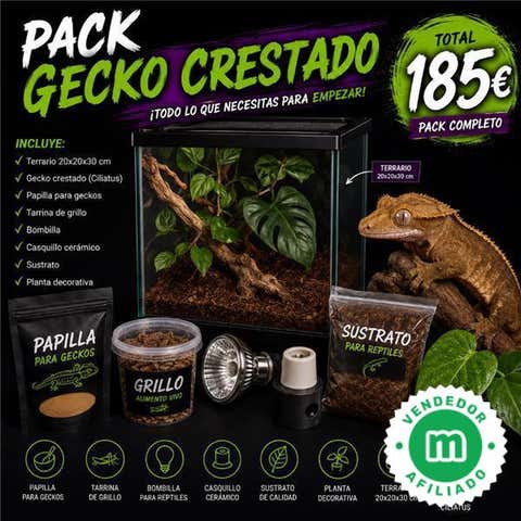 Milanuncios - Pack gecko crestado (Correlophus ciliatu