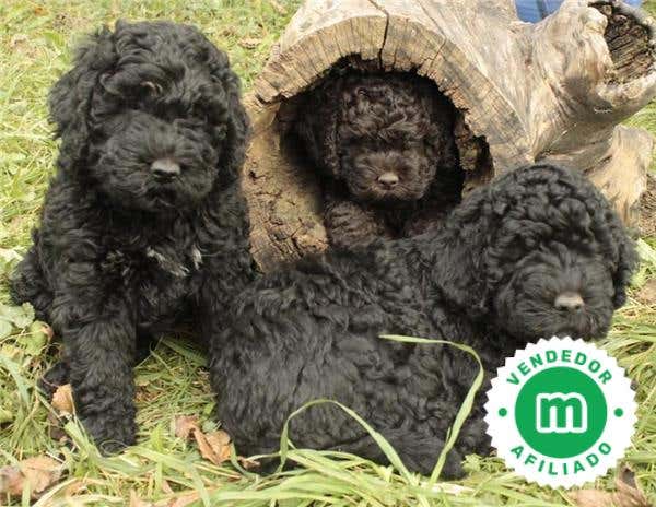 Milanuncios - SCHNOODLE