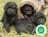 Milanuncios - SCHNOODLE