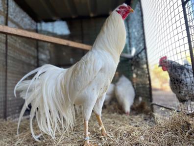 Gallinas. Compra venta de gallinas mejor precio adopción en Telde | Milanuncios