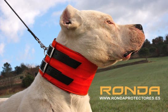 proteccion perros jabali Artículos accesorios de caza Milanuncios