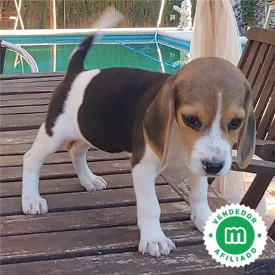 Que Parásito Altitud Cachorros beagle Beagle en adopción. Compra venta y regalo de cachorros y  perros en Alicante | Milanuncios