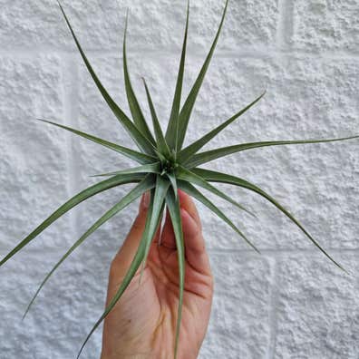 Qué tipo de tillandsia es la tuya? Identifica los claveles de aire más