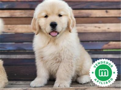 perdonado bordillo Seleccione Golden Retriever en adopción. Compra venta y regalo de cachorros y perros  en Barcelona | Milanuncios