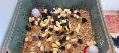 Gallos y Gallinas ponedoras en venta | Milanuncios