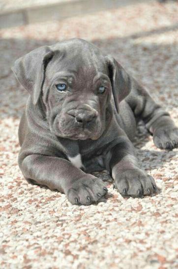 CANE CORSO-MASTÍN ITALIANO