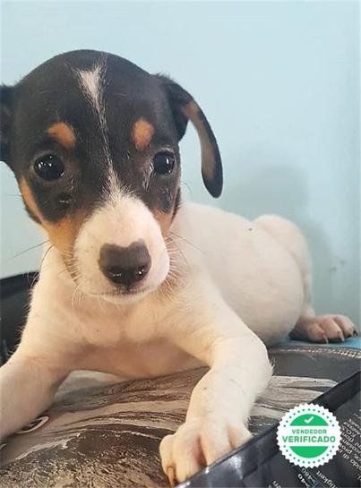 Milanuncios Regalo Bodeguero Andaluz Perros En Adopcion Compra Venta De Accesorios Y Servicios Para Perros