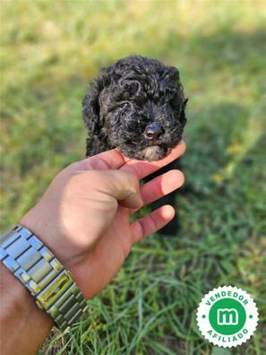 Caniche toy negro Caniches en adopci n. Compra venta y regalo de