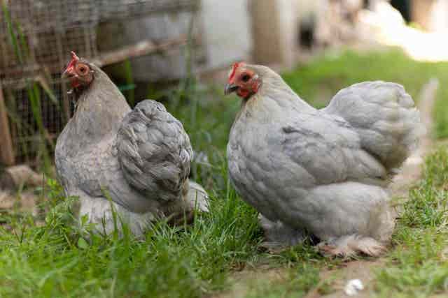 Milanuncios - Gallinas de raza : pollitos y huevos inc