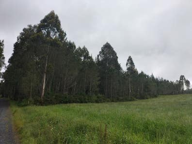Eucaliptos Fincas rústicas en venta y alquiler. Comprar, vender y ...