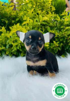 Pinscher miniatura Perros en adopción, compra venta de accesorios y ...